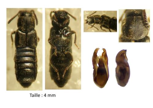 Aleochara obscurella